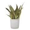 Live Snake Plant Sansevieria Sayuri 10 Inch White Decor Pot