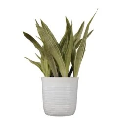 Live Snake Plant Sansevieria Sayuri 10 Inch White Decor Pot