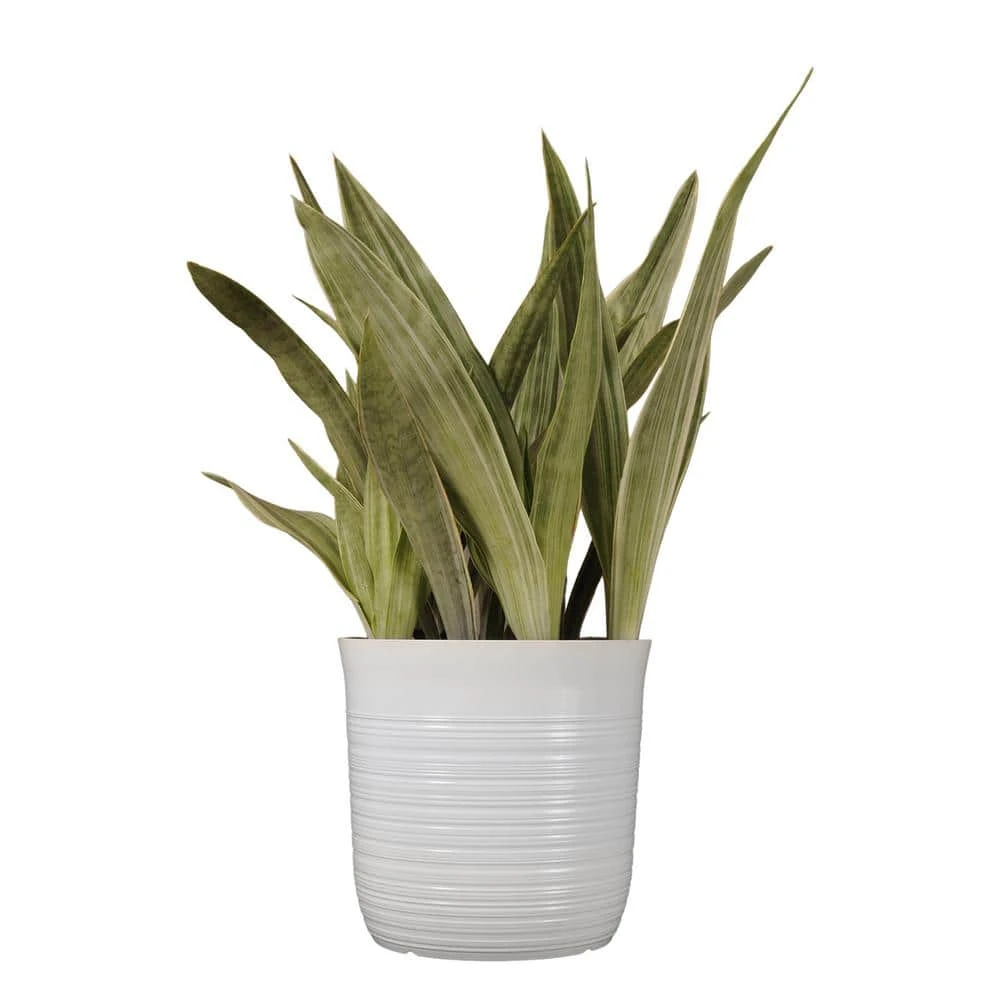 Live Snake Plant Sansevieria Sayuri 10 Inch White Decor Pot 1 Live Snake Plant Sansevieria Sayuri 10 Inch White Decor Pot