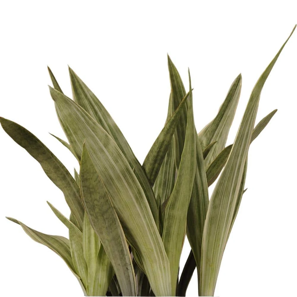 Live Snake Plant Sansevieria Sayuri 10 Inch White Decor Pot 2 Live Snake Plant Sansevieria Sayuri 10 Inch White Decor Pot - Image 2