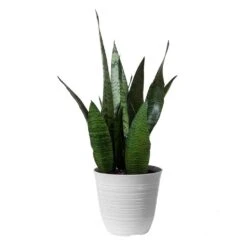 14 In. To 16 In. Tall Snake Plant Sansevieria Robusta Plant In 6 In. White Decor Pot