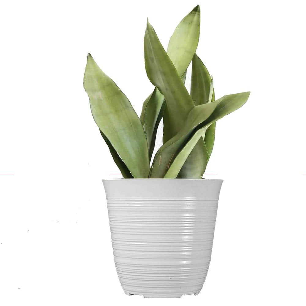 12 In. To 15 In. Tall Snake Plant Sansevieria Moonshine Plant In 6 In. White Decor Pot 1 12 In. To 15 In. Tall Snake Plant Sansevieria Moonshine Plant In 6 In. White Decor Pot