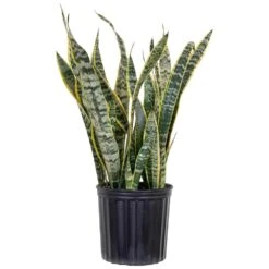 Live Sansevieiria Laurentii Indoor Snake Plant In 9.25 Inch Grower Pot