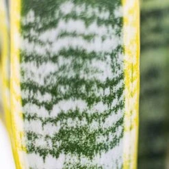 Live Snake Plant Sansevieria Laurentii In 6 Inch Grower Pot 9 Live Snake Plant Sansevieria Laurentii In 6 Inch Grower Pot -Urban Garden Store united nursery snake plants 22440 1f 1000