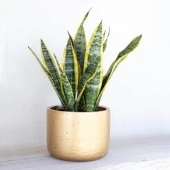 Live Snake Plant Sansevieria Laurentii In 6 Inch Grower Pot 8 Live Snake Plant Sansevieria Laurentii In 6 Inch Grower Pot -Urban Garden Store united nursery snake plants 22440 4f 1000