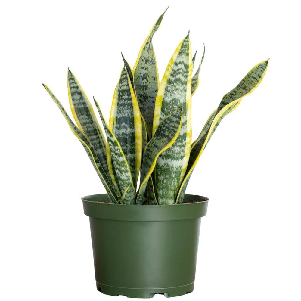 Live Snake Plant Sansevieria Laurentii In 6 Inch Grower Pot 1 Live Snake Plant Sansevieria Laurentii In 6 Inch Grower Pot