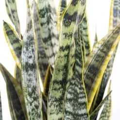 Live Snake Plant Sansevieria Laurentii In 6 Inch Grower Pot 7 Live Snake Plant Sansevieria Laurentii In 6 Inch Grower Pot -Urban Garden Store united nursery snake plants 22440 c3 1000