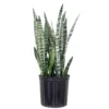 Live Snake Plant Sansievieria Zeylanica In 9.25 Grower Pot