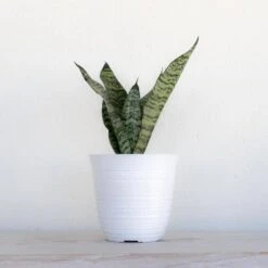 Live Sansevieria Zeylanica Indoor Snake Plant Shipped In 6 In. Grower Pot -Urban Garden Store united nursery snake plants 26455 31 1000