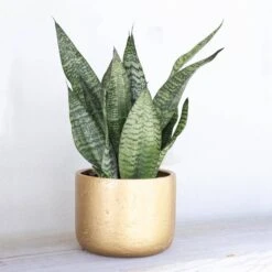 Live Sansevieria Zeylanica Indoor Snake Plant Shipped In 6 In. Grower Pot -Urban Garden Store united nursery snake plants 26455 4f 1000