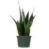 14 In. To 16 In. Tall Snake Plant Sansevieria Robusta Plant In 6 In. Grower