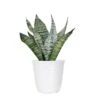 Live Snake Plant Sansevieria Zeylanica Easy Care Plant In 6 Inch White Decor Pot