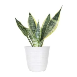 Live Snake Plant Sansevieria Laurentii Easy Care Plant In 6 Inch White Decor Pot