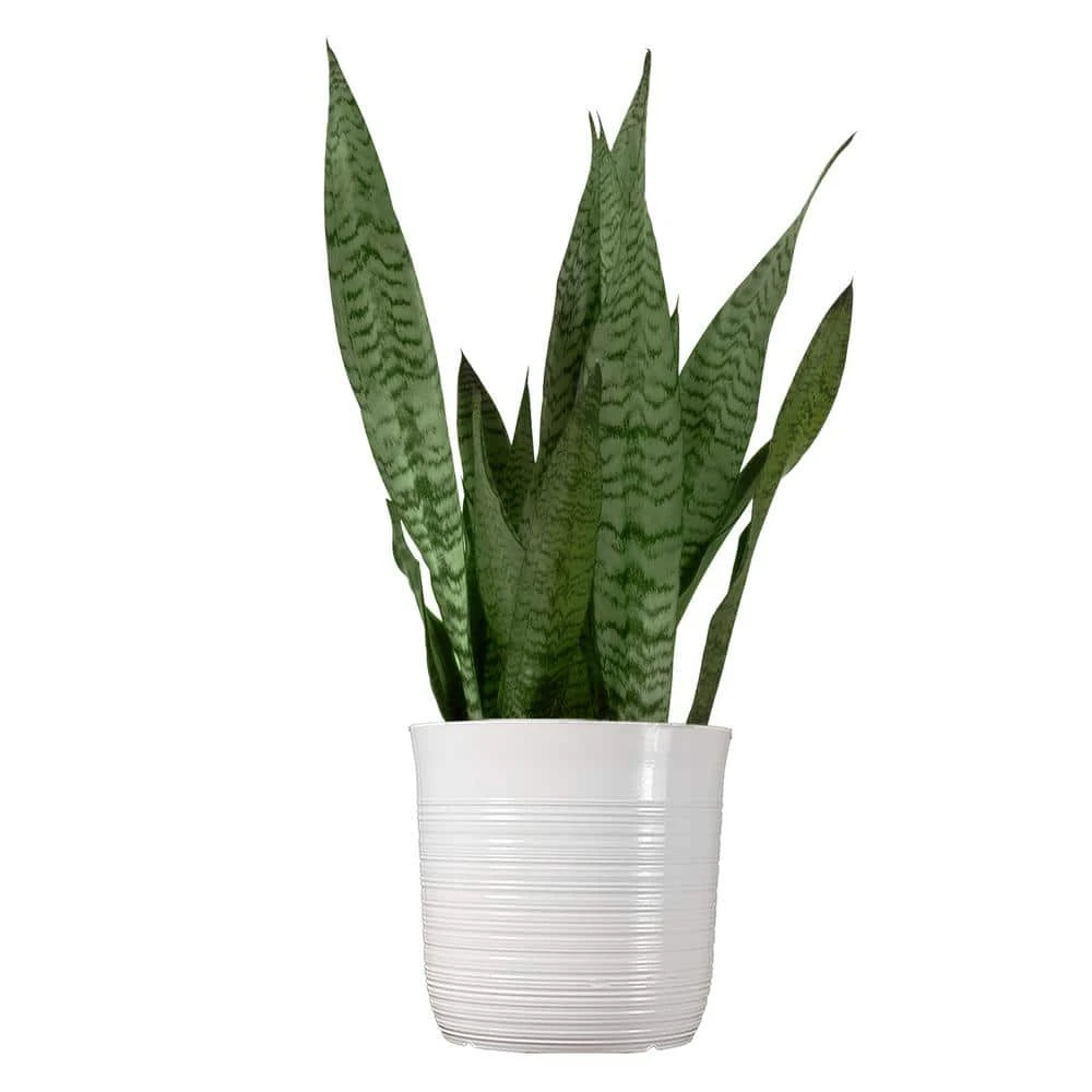 Live Snake Plant Sansievieria Zeylanica 10 Inch White Decor Pot 1 Live Snake Plant Sansievieria Zeylanica 10 Inch White Decor Pot