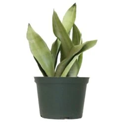 12. In To 16 In. Tall Snake Plant Sansevieria Moonshine Plant In 6 In. Grower Pot