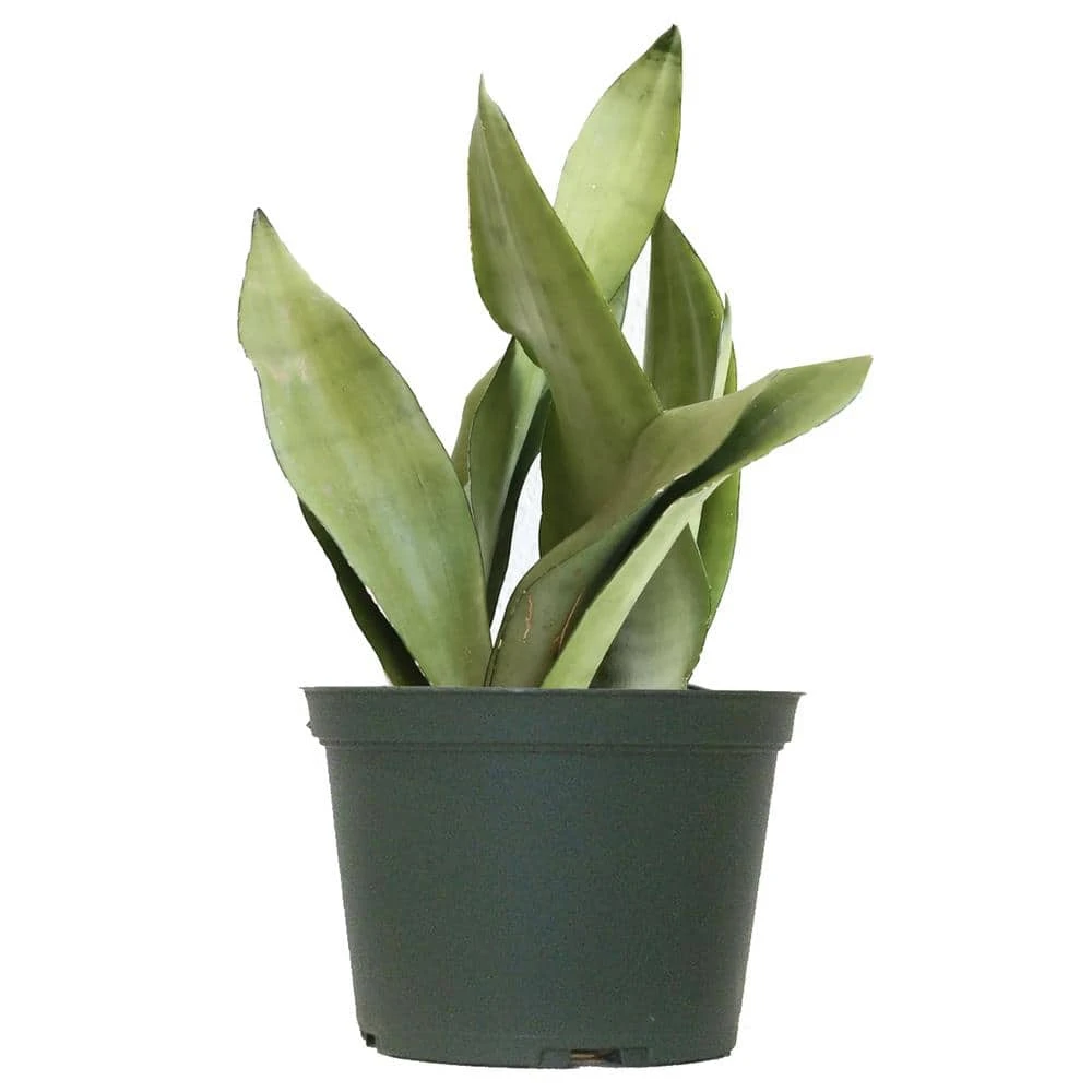 12. In To 16 In. Tall Snake Plant Sansevieria Moonshine Plant In 6 In. Grower Pot 1 12. In To 16 In. Tall Snake Plant Sansevieria Moonshine Plant In 6 In. Grower Pot