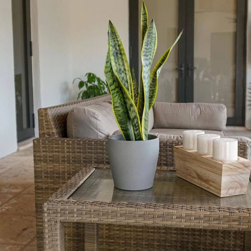 12. In To 16 In. Tall Snake Plant Sansevieria Moonshine Plant In 6 In. Grower Pot 2 12. In To 16 In. Tall Snake Plant Sansevieria Moonshine Plant In 6 In. Grower Pot - Image 2