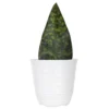 Live Whale Fin Sansevieria Masoniana Plant Exotic Houseplant In 6 In. White Decor Pot