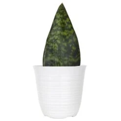 Live Whale Fin Sansevieria Masoniana Plant Exotic Houseplant In 6 In. White Decor Pot