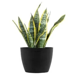 Sansevieria Laurentii Live Snake Plant In 6 Inch Premium Ecopots Dark Grey Pot