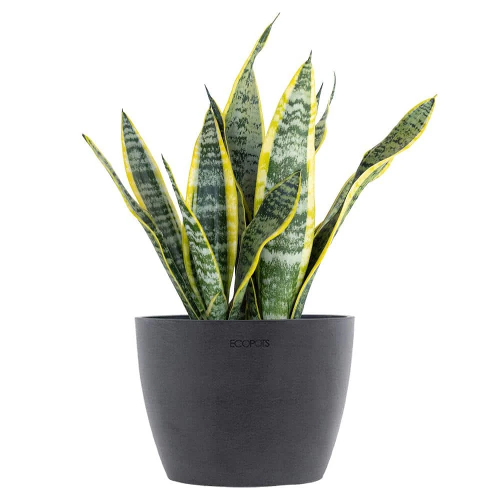 Sansevieria Laurentii Live Snake Plant In 6 Inch Premium Ecopots Grey Pot 1 Sansevieria Laurentii Live Snake Plant In 6 Inch Premium Ecopots Grey Pot