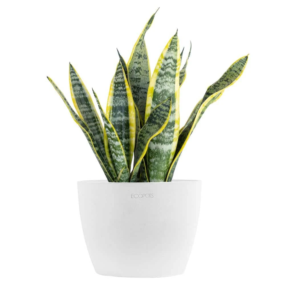 Sansevieria Laurentii Live Snake Plant In 6 Inch Premium Ecopots Pure White 1 Sansevieria Laurentii Live Snake Plant In 6 Inch Premium Ecopots Pure White