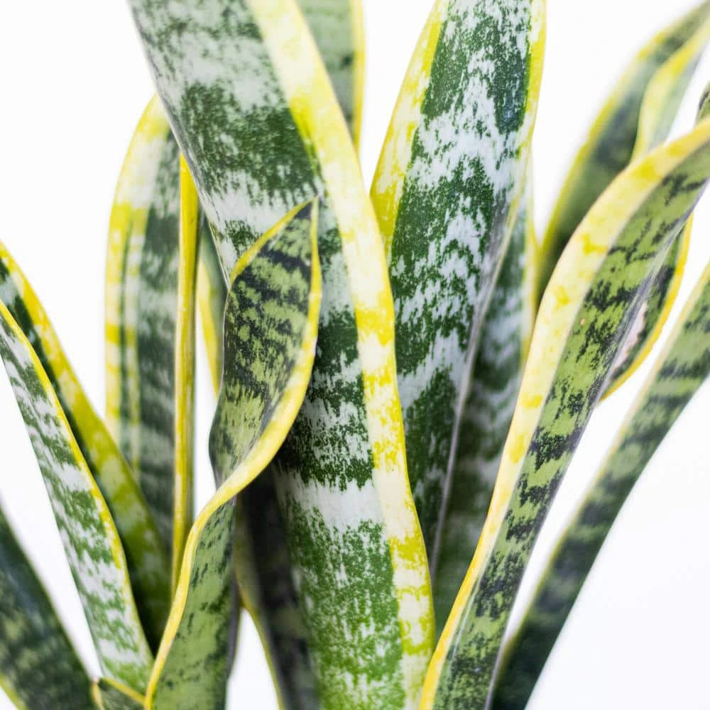 Sansevieria Laurentii Live Snake Plant In 6 Inch Premium Ecopots Pure White 2 Sansevieria Laurentii Live Snake Plant In 6 Inch Premium Ecopots Pure White - Image 2
