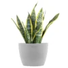 Sansevieria Laurentii Live Snake Plant In 6 Inch Premium Ecopots White Grey Pot