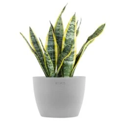 Sansevieria Laurentii Live Snake Plant In 6 Inch Premium Ecopots White Grey Pot