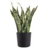 Sansevieria Laurentii Live Indoor Outdoor Plant In 10 Inch Premium Ecopots Dark Grey