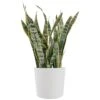 Sansevieria Laurentii Live Indoor Outdoor Plant In 10 Inch Premium Ecopots Pure White