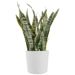 Sansevieria Laurentii Live Indoor Outdoor Plant In 10 Inch Premium Ecopots Pure White