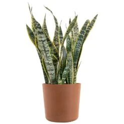 Sansevieria Laurentii Live Indoor Outdoor Plant In 10 Inch Premium Ecopots Terracotta