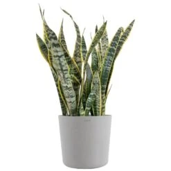 Sansevieria Laurentii Live Indoor Outdoor Plant In 10 Inch Premium Ecopots White Grey