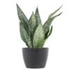Sansevieria Zeylanica Live Snake Plant In 6 Inch Premium Ecopots Grey Pot