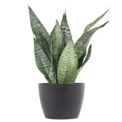 Sansevieria Zeylanica Live Snake Plant In 6 Inch Premium Ecopots Grey Pot