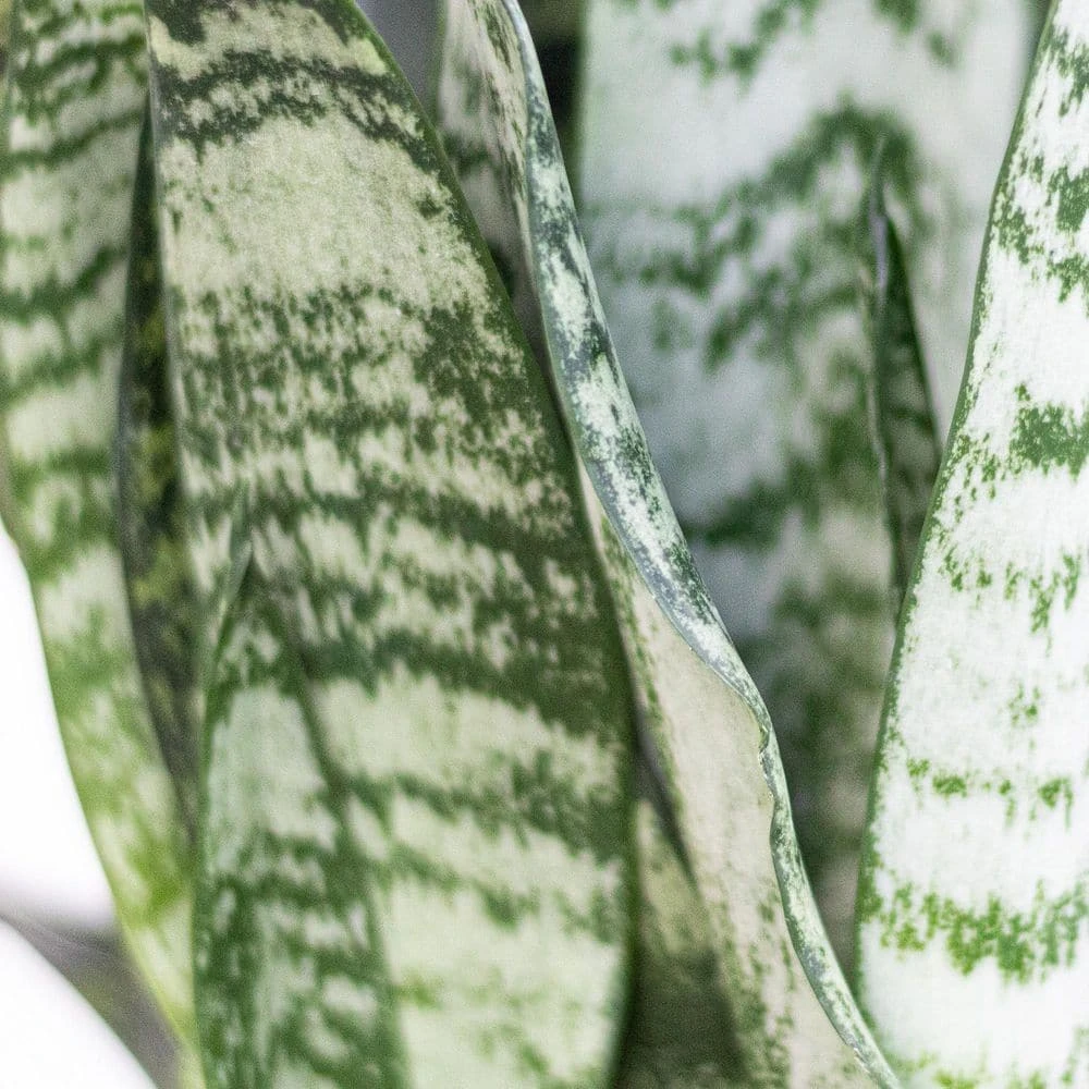 Sansevieria Zeylanica Live Snake Plant In 6 Inch Premium Ecopots Pure White 2 Sansevieria Zeylanica Live Snake Plant In 6 Inch Premium Ecopots Pure White - Image 2
