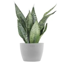 Sansevieria Zeylanica Live Snake Plant In 6 Inch Premium Ecopots White Grey Pot