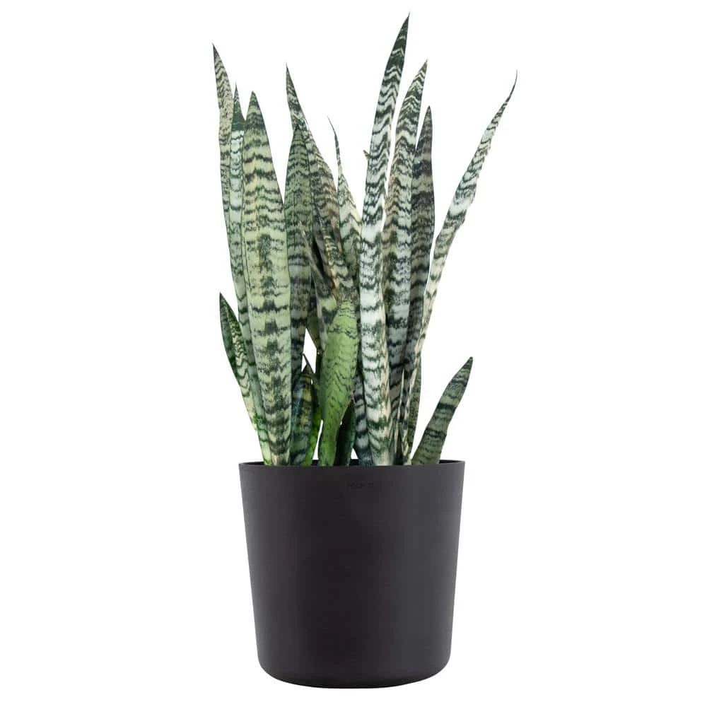 Sansevieria Zeylanica Live Snake Plant Indoor Outdoor Easy Care Plant In 10 Inch Premium Ecopots Dark Grey Pot 1 Sansevieria Zeylanica Live Snake Plant Indoor Outdoor Easy Care Plant In 10 Inch Premium Ecopots Dark Grey Pot
