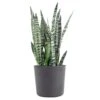 Sansevieria Zeylanica Live Snake Plant Indoor Outdoor Easy Care Plant In 10 Inch Premium Ecopots Grey Pot