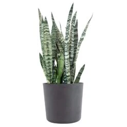 Sansevieria Zeylanica Live Snake Plant Indoor Outdoor Easy Care Plant In 10 Inch Premium Ecopots Grey Pot