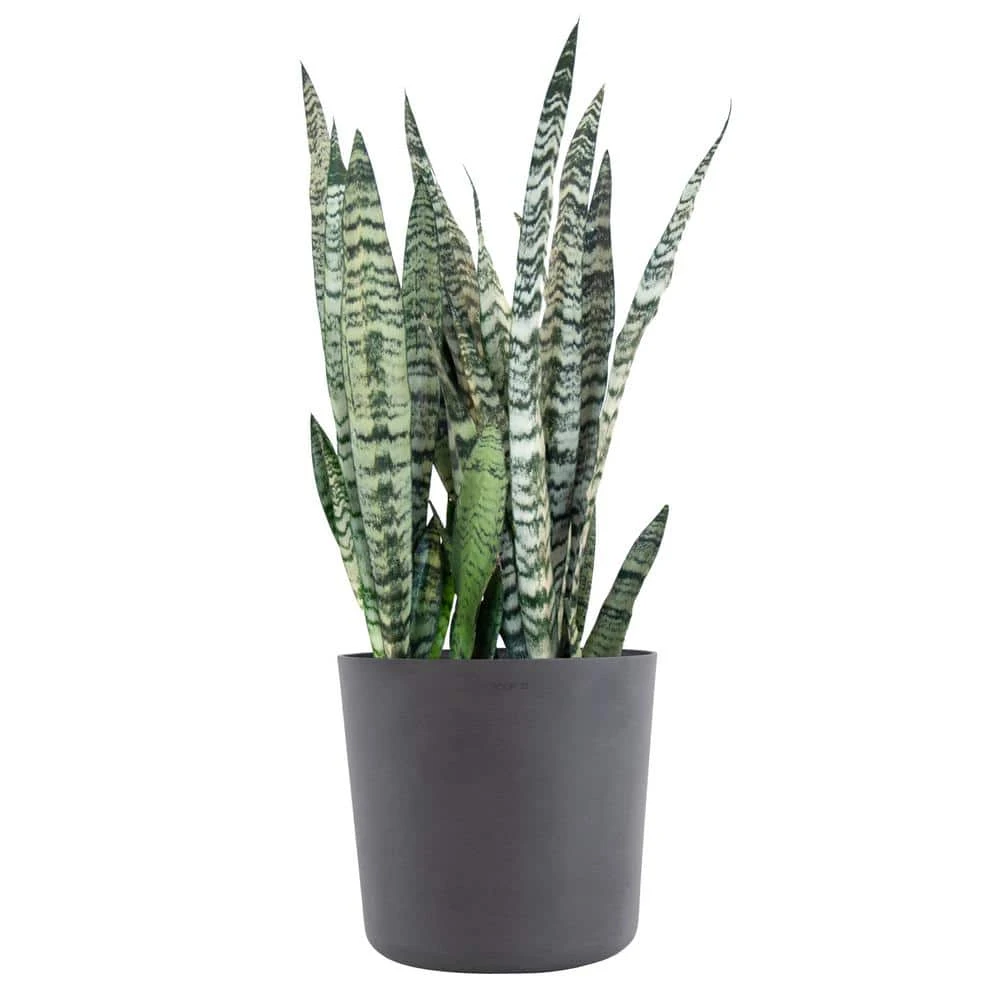 Sansevieria Zeylanica Live Snake Plant Indoor Outdoor Easy Care Plant In 10 Inch Premium Ecopots Grey Pot 1 Sansevieria Zeylanica Live Snake Plant Indoor Outdoor Easy Care Plant In 10 Inch Premium Ecopots Grey Pot