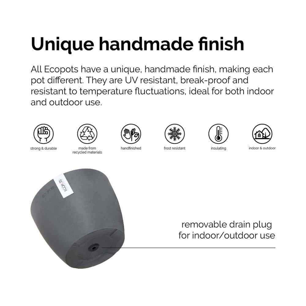 Sansevieria Zeylanica Live Snake Plant Indoor Outdoor Easy Care Plant In 10 Inch Premium Ecopots Pure White Pot 4 Sansevieria Zeylanica Live Snake Plant Indoor Outdoor Easy Care Plant In 10 Inch Premium Ecopots Pure White Pot - Image 4