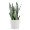 Sansevieria Zeylanica Live Snake Plant Indoor Outdoor Easy Care Plant In 10 Inch Premium Ecopots Pure White Pot