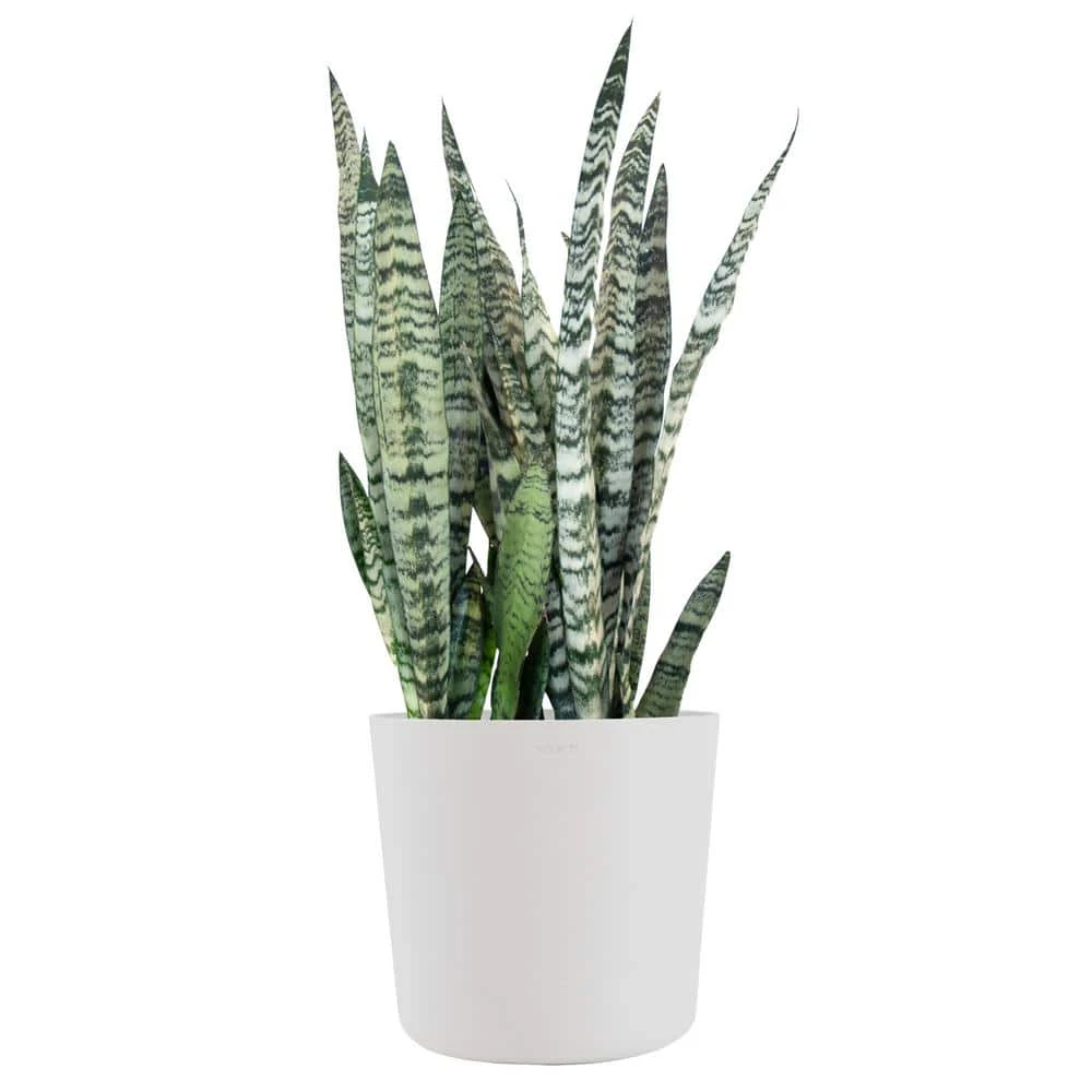 Sansevieria Zeylanica Live Snake Plant Indoor Outdoor Easy Care Plant In 10 Inch Premium Ecopots Pure White Pot 1 Sansevieria Zeylanica Live Snake Plant Indoor Outdoor Easy Care Plant In 10 Inch Premium Ecopots Pure White Pot