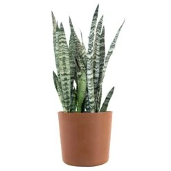 Sansevieria Zeylanica Live Snake Plant Indoor Outdoor Plant In 10 Inch Premium Ecopots Terracotta