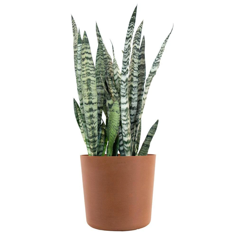 Sansevieria Zeylanica Live Snake Plant Indoor Outdoor Plant In 10 Inch Premium Ecopots Terracotta 1 Sansevieria Zeylanica Live Snake Plant Indoor Outdoor Plant In 10 Inch Premium Ecopots Terracotta