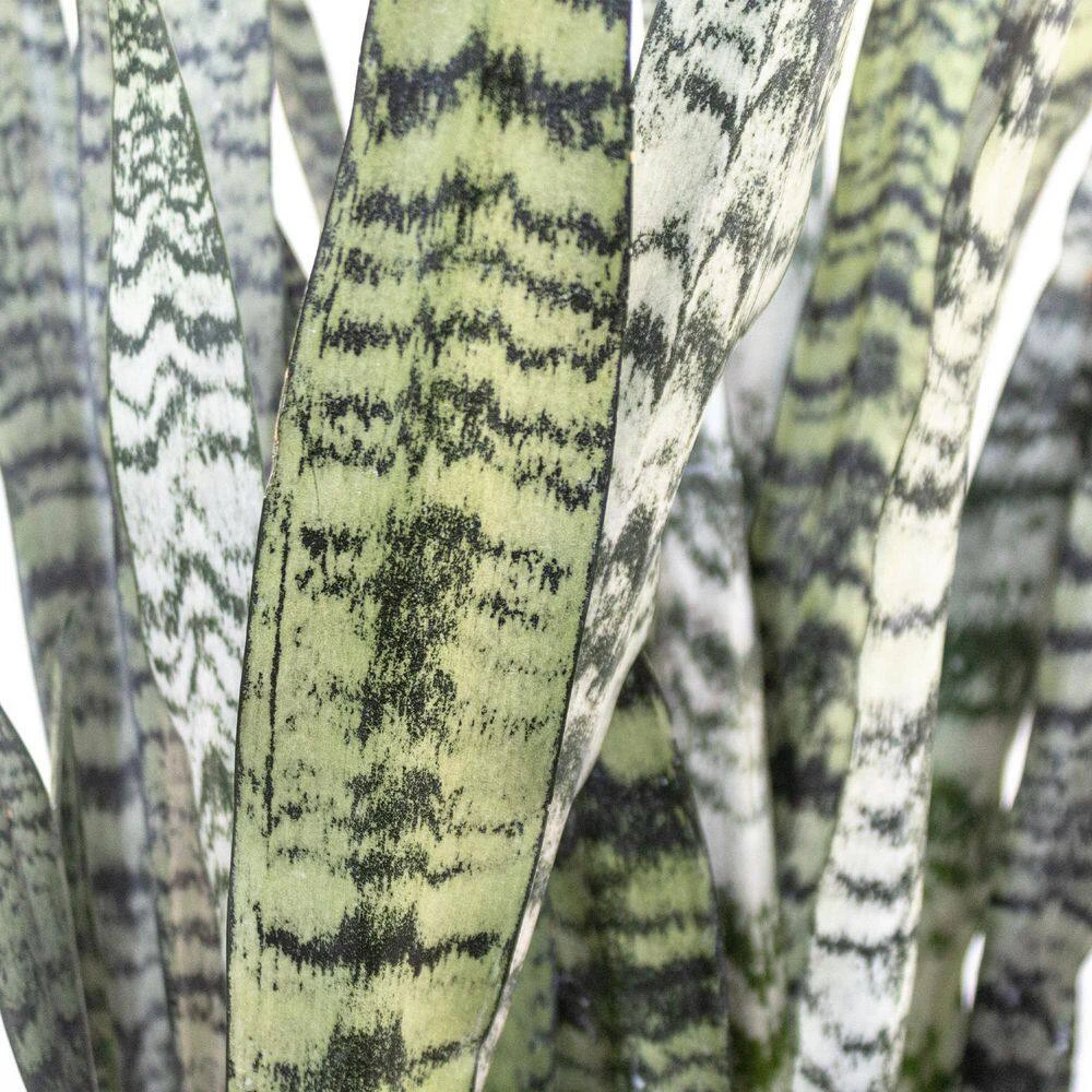 Sansevieria Zeylanica Live Snake Plant Indoor Outdoor Plant In 10 Inch Premium Ecopots Terracotta 2 Sansevieria Zeylanica Live Snake Plant Indoor Outdoor Plant In 10 Inch Premium Ecopots Terracotta - Image 2