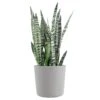 Sansevieria Zeylanica Live Snake Plant Indoor Outdoor Easy Care Plant In 10 Inch Premium Ecopots White Grey Pot