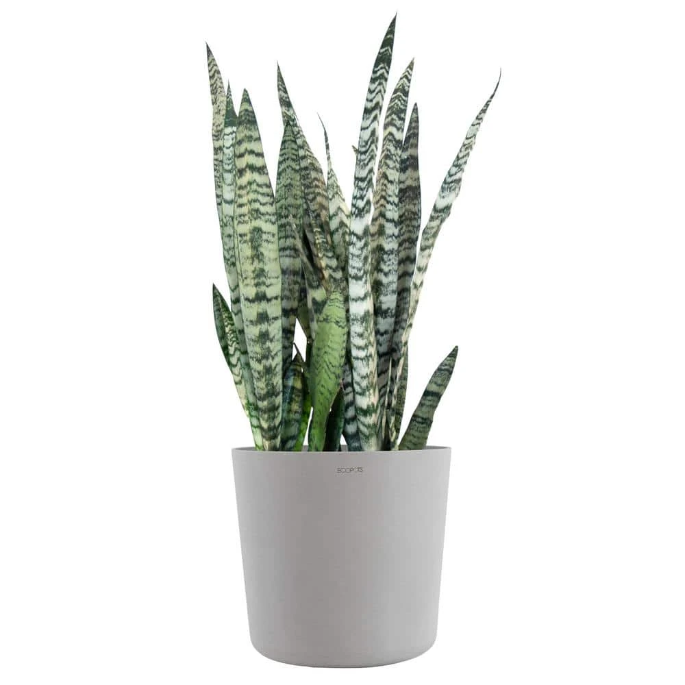 Sansevieria Zeylanica Live Snake Plant Indoor Outdoor Easy Care Plant In 10 Inch Premium Ecopots White Grey Pot 1 Sansevieria Zeylanica Live Snake Plant Indoor Outdoor Easy Care Plant In 10 Inch Premium Ecopots White Grey Pot